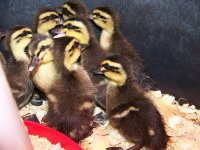 Ducklings 2 Feb. 2014.jpg