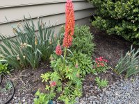 IMG_4605[1].JPG