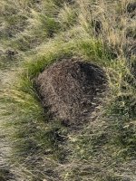 IMG_2268.jpeg