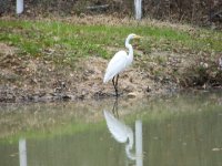 2-1-14 Island Pond Crane.jpg