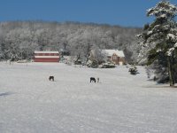Snow Feb 2014 126.jpg