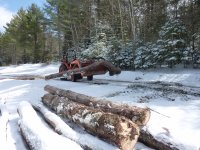 RedPine5.JPG