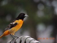 DSCN9914.jpg
