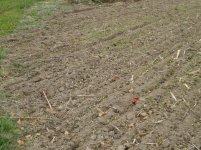 Oats & Buckwheat 004.jpg