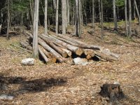 2014 Wood Pile.jpg 2014 Wood Pile.jpg