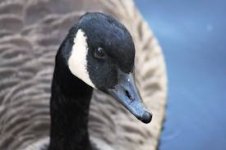 goose1.jpg