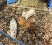PXL_20250410__Piglets (1).jpg