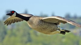 canada-ottowa-geese-drones_fe.jpg