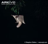 Northern-flying-squirrel-gliding.jpg