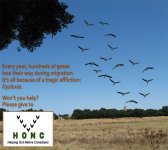 Charity_geese_jjw.jpg