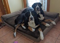 20250124_Abbie & Bismarck.jpg