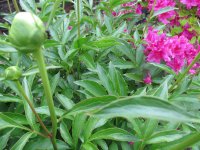 IMG_0603.JPG