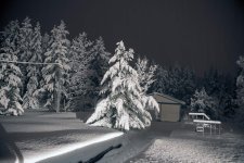 wet-heavy-snow-on-trees.jpg