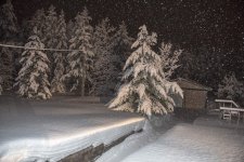 wet-heavy-snow-on-trees-with-flash.jpg