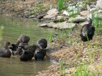 4-21-14 Ducks Preening.jpg