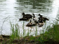 4-21-14 Ducks Playing.jpg