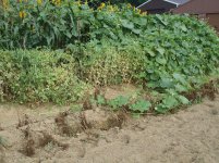 Garden 7.22.2013 003.jpg
