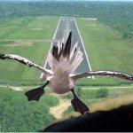 Cleared to Land.jpg