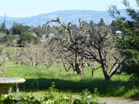 P1750027rPruned-winter.jpg