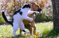 cat-vs-dog1.jpeg