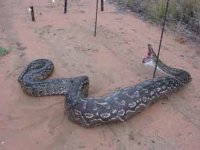 snakefence.jpg