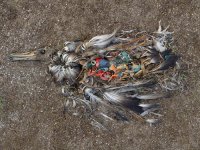 sea-bird-plastic.jpg