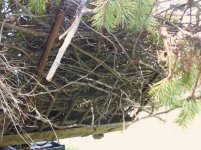 Tree limbing 015.jpg