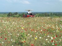 436062-buggyhill.jpg