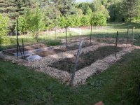 436242-Chips in Garden.JPG