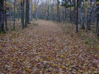 523593-Leaves 1.jpg