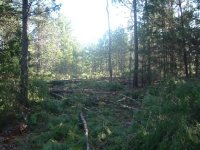 571336-Clearing Timber, Jan 05.jpg