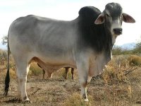 571353-Brahma+Bull+-+Old+Blue+-+body.jpg