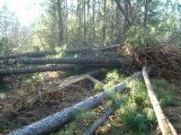 571355-Logs from road clearing, Jan 05.jpg