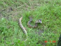 436653-snake3.jpg