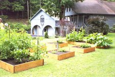483762-veg garden.jpg