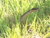 437089-snakemay1.jpg