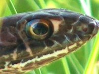 437091-snakemay2.jpg