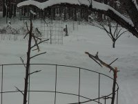 572985-deer 3.jpg