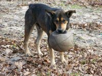 1-7-08 Booger wanting to play ball.jpg