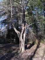 Pear Tree_compr.JPG
