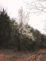 Pear Tree web.JPG