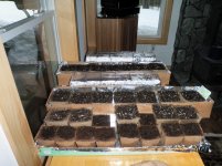 seedlingday8 006.jpg