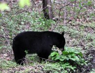 bear 1.jpg