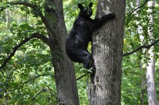 bear 2.jpg