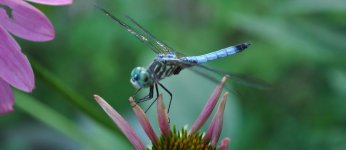 dragon fly.jpg