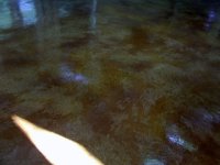 PatioStonecoatandStain03.jpg