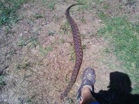DBwatersnake.jpg