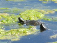 IMG_0286.JPG