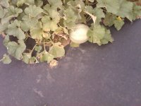 IMG-20140616-00217.jpg