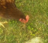 hen with toad.jpg